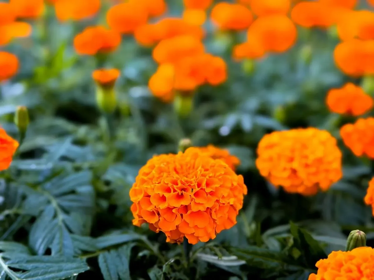 К майским праздникам Брест украсят сотни тысяч цветов