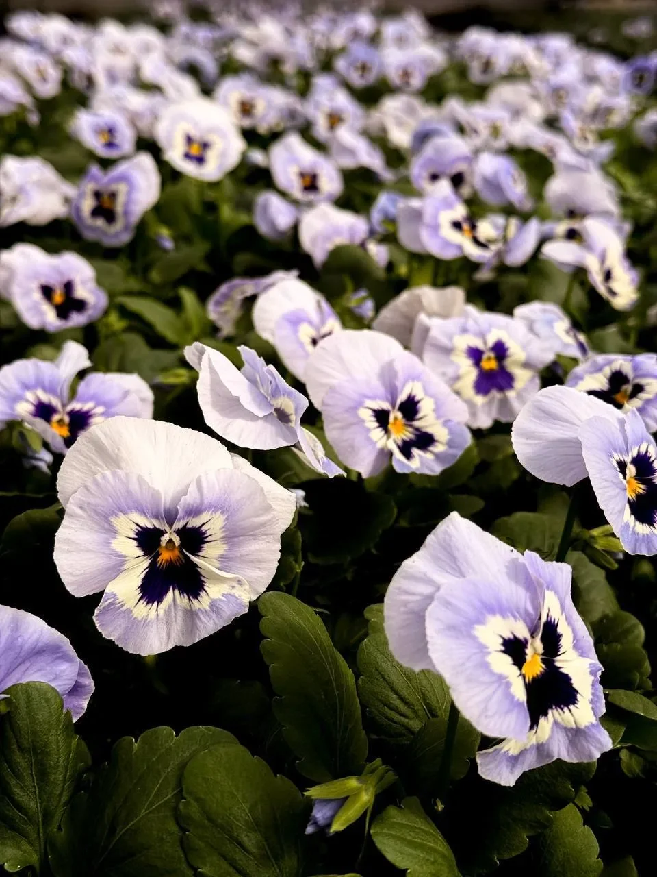 К майским праздникам Брест украсят сотни тысяч цветов