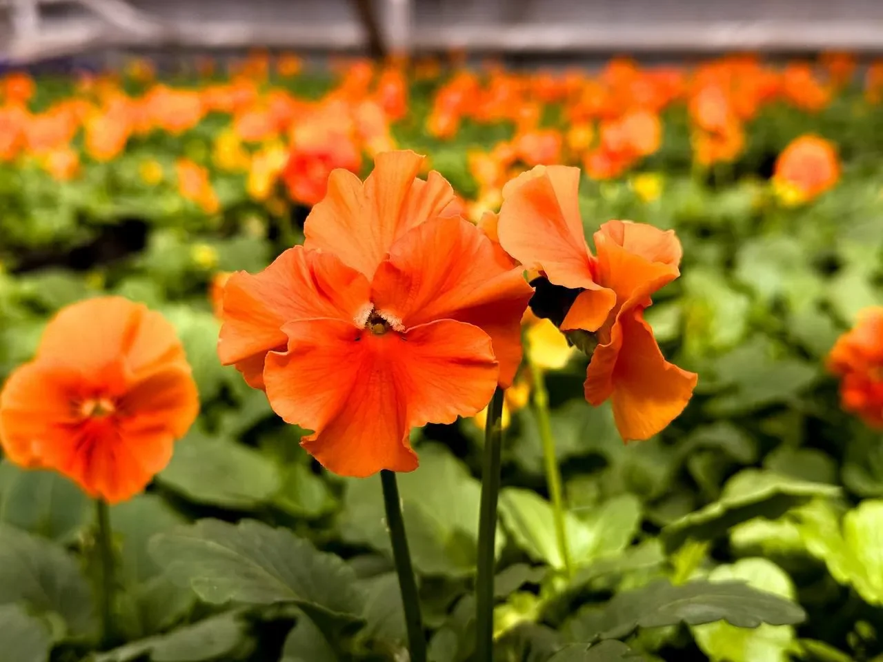 К майским праздникам Брест украсят сотни тысяч цветов