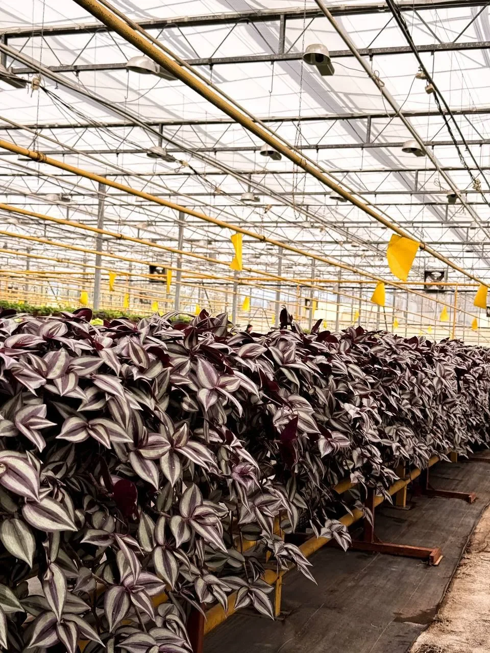 К майским праздникам Брест украсят сотни тысяч цветов