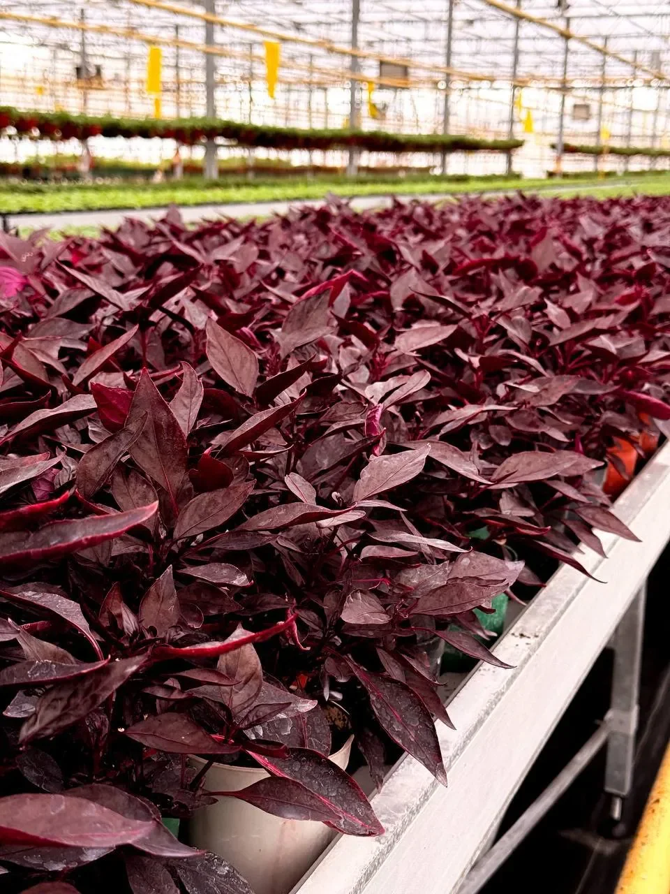 К майским праздникам Брест украсят сотни тысяч цветов