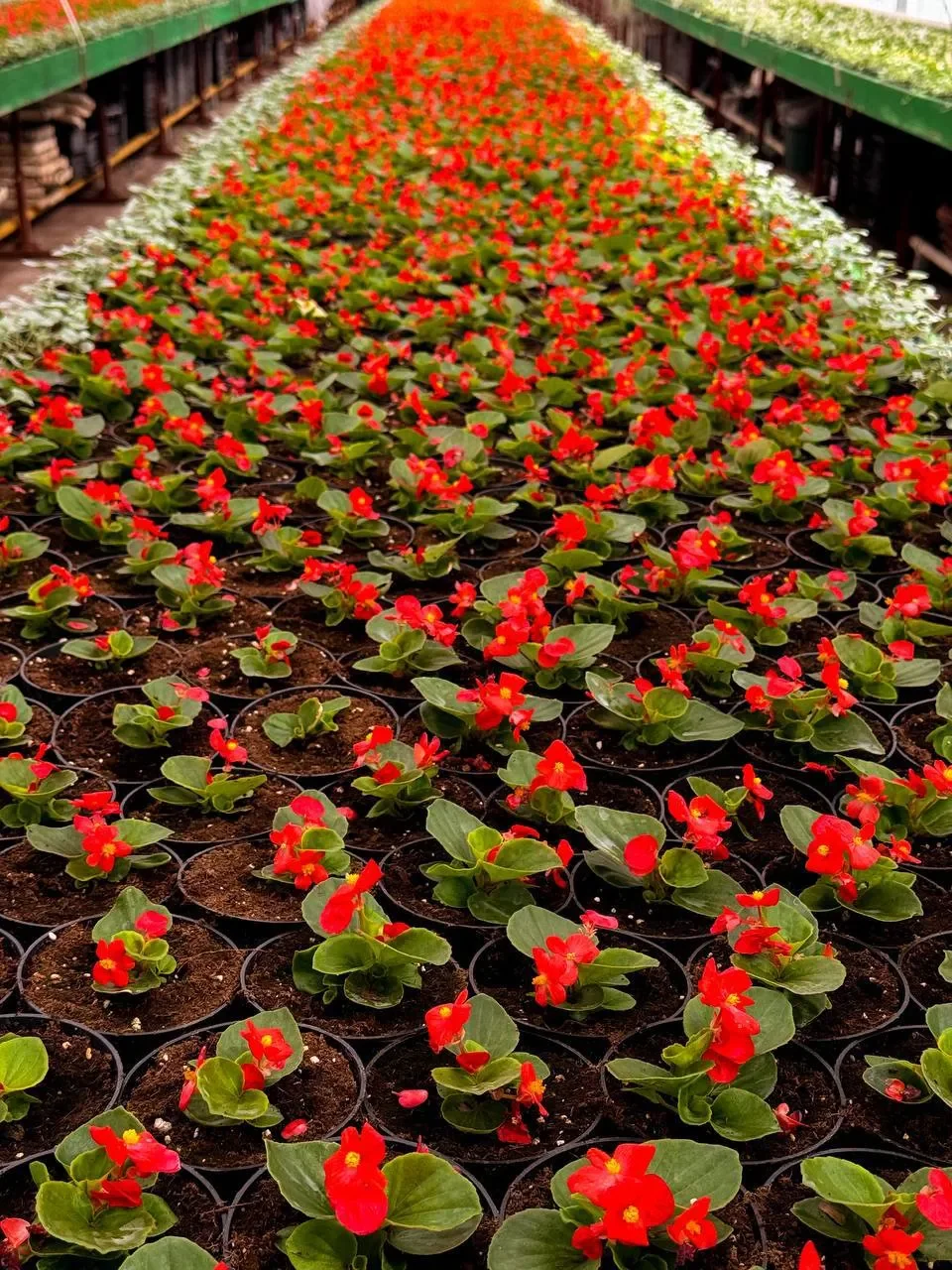 К майским праздникам Брест украсят сотни тысяч цветов