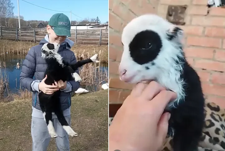 Помните овечку с окрасом панды? Стала известна её история