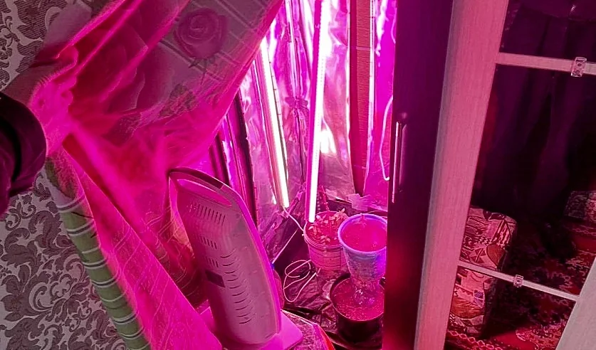 Белорус устроил мини-плантацию конопли в шкафу — объяснение удивило