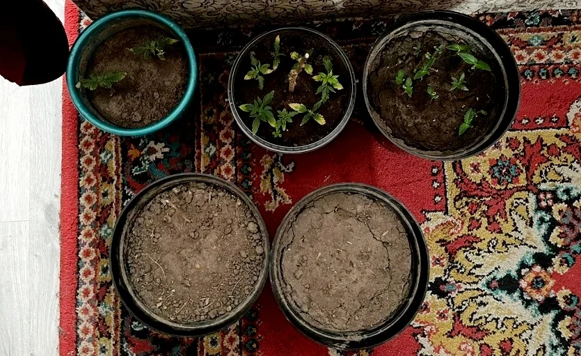 Белорус устроил мини-плантацию конопли в шкафу — объяснение удивило