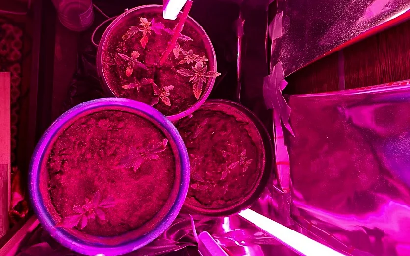 Белорус устроил мини-плантацию конопли в шкафу — объяснение удивило