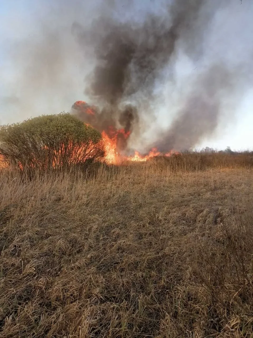 В Столинском районе 8 часов тушили пожар — и подозревают поджог
