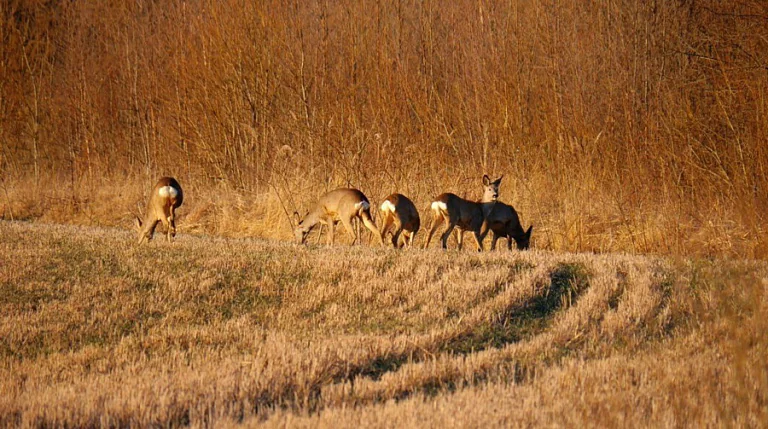 Белоруска бросила офис и уехала в лесной домик без печки — и не пожалела