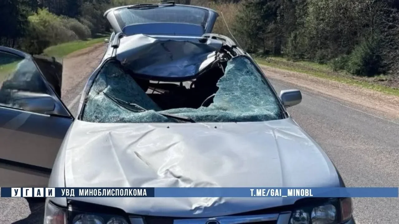 Лось выбежал на трассу М1 — пассажир автомобиля госпитализирован в реанимацию