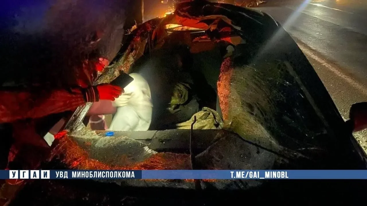 Лось выбежал на трассу М1 — пассажир автомобиля госпитализирован в реанимацию