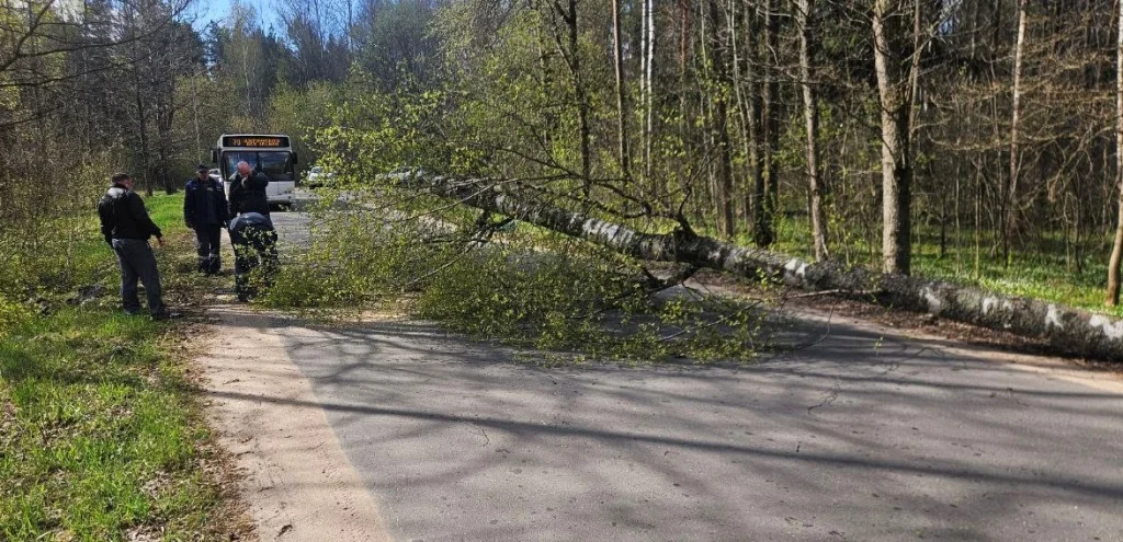 «Сюрприз» от непогоды: в Беларуси дерево рухнуло прямо на Ford
