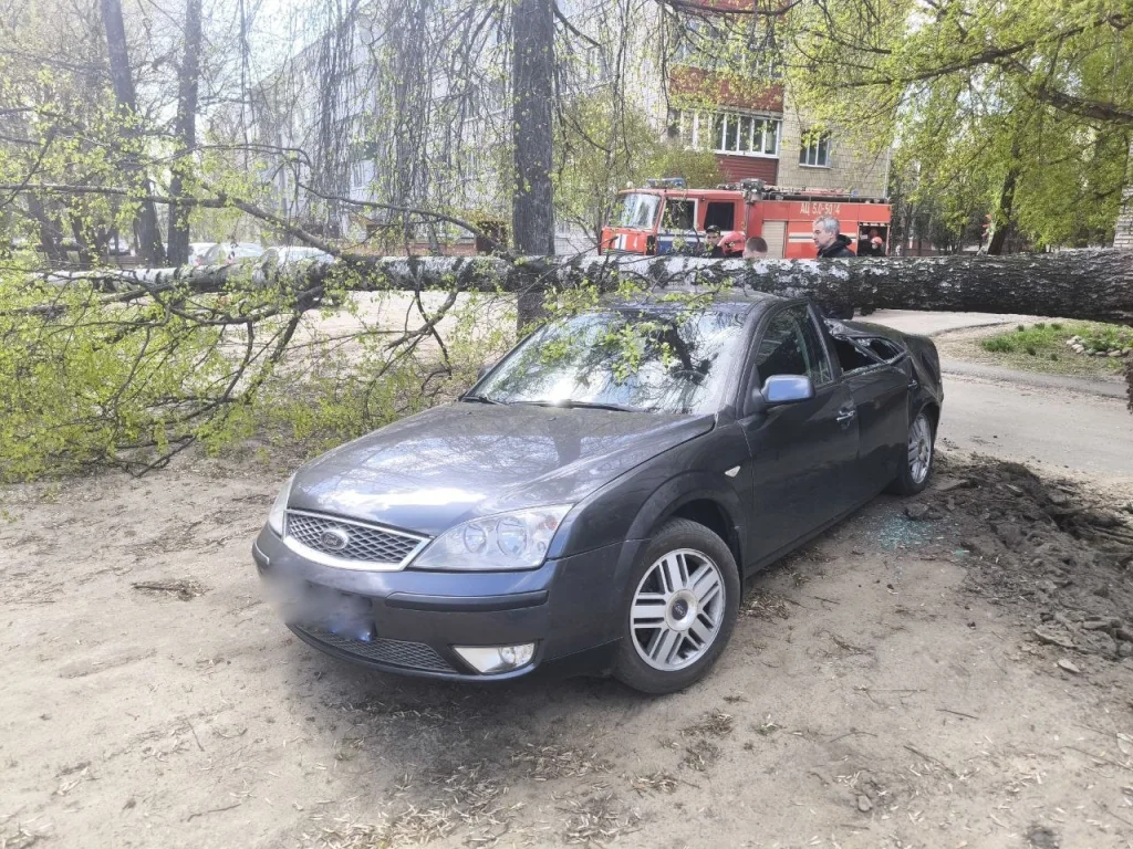 «Сюрприз» от непогоды: в Беларуси дерево рухнуло прямо на Ford