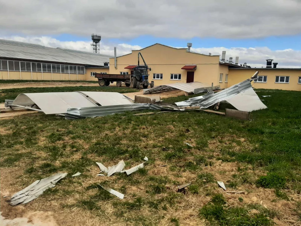 «Сюрприз» от непогоды: в Беларуси дерево рухнуло прямо на Ford