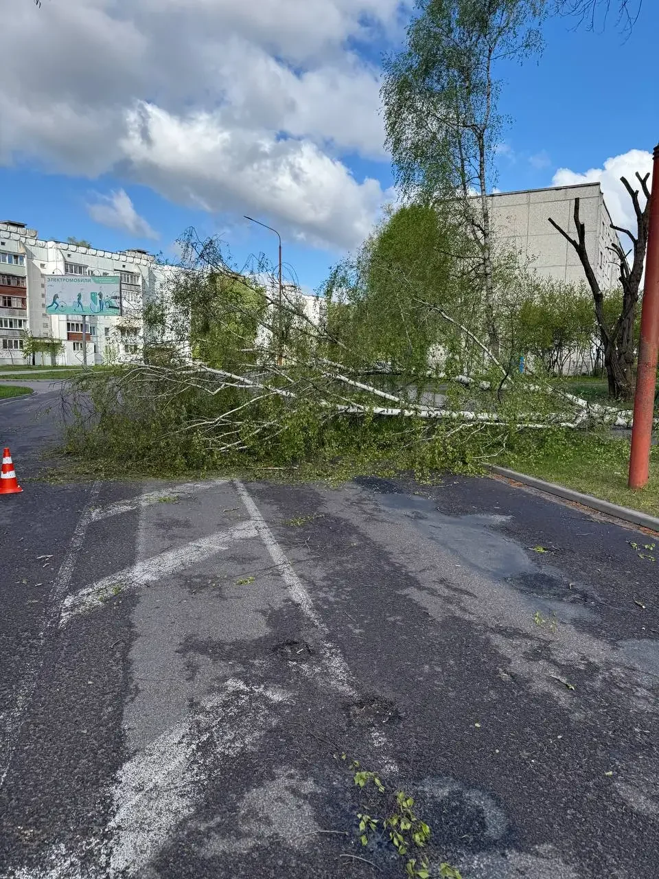 В Бресте из-за сильного ветра падают деревья