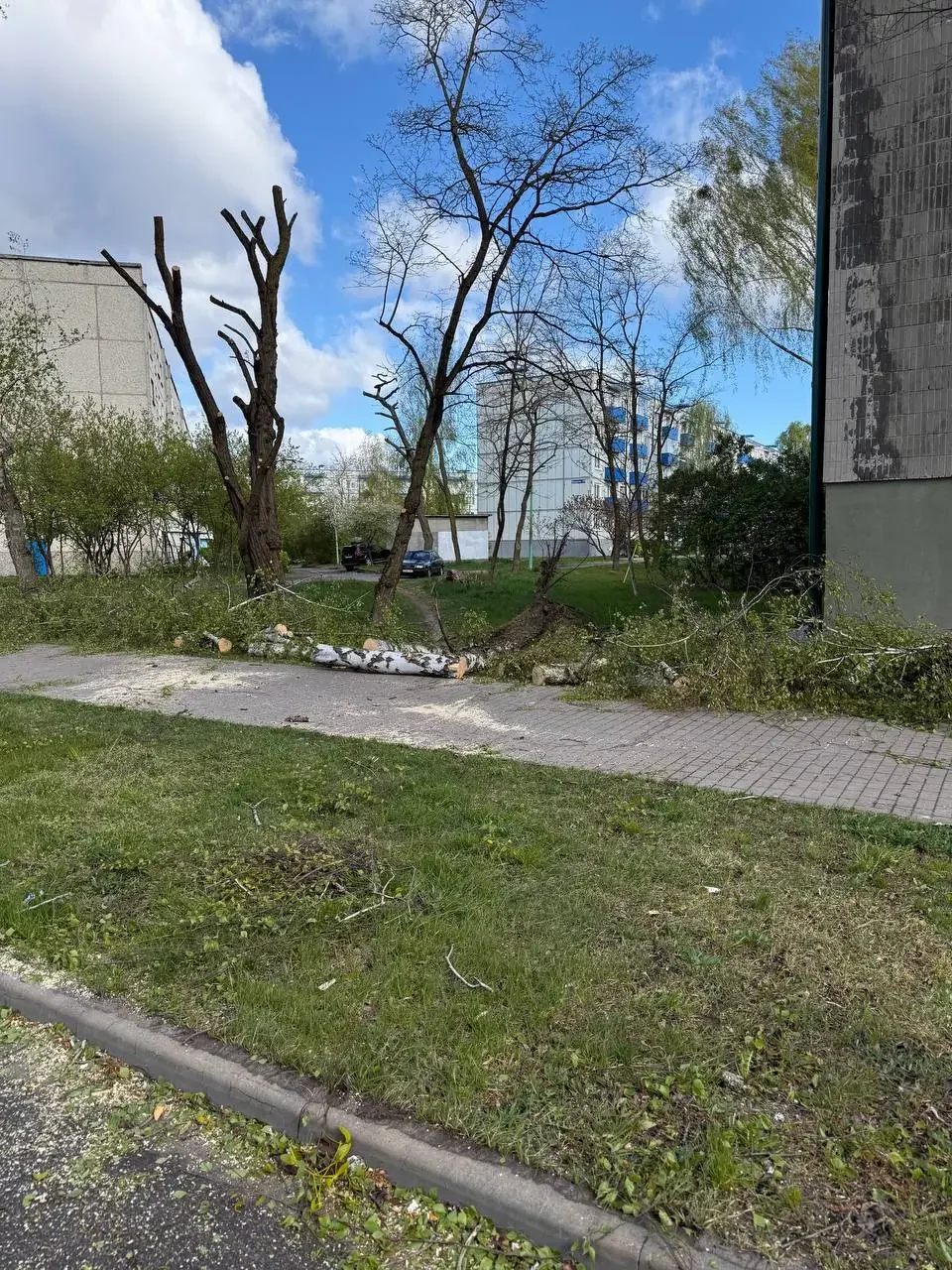 В Бресте из-за сильного ветра падают деревья