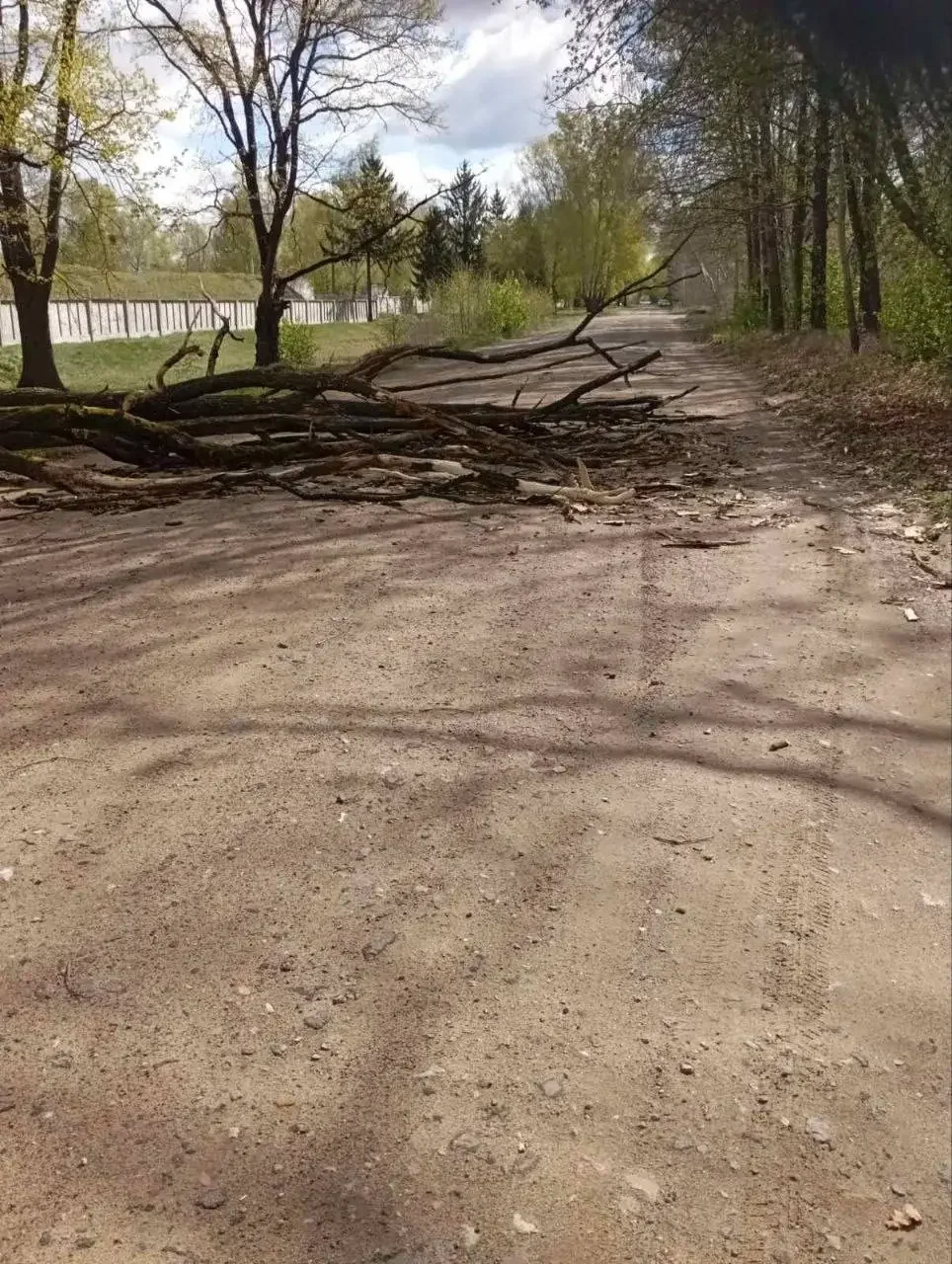 В Бресте из-за сильного ветра падают деревья