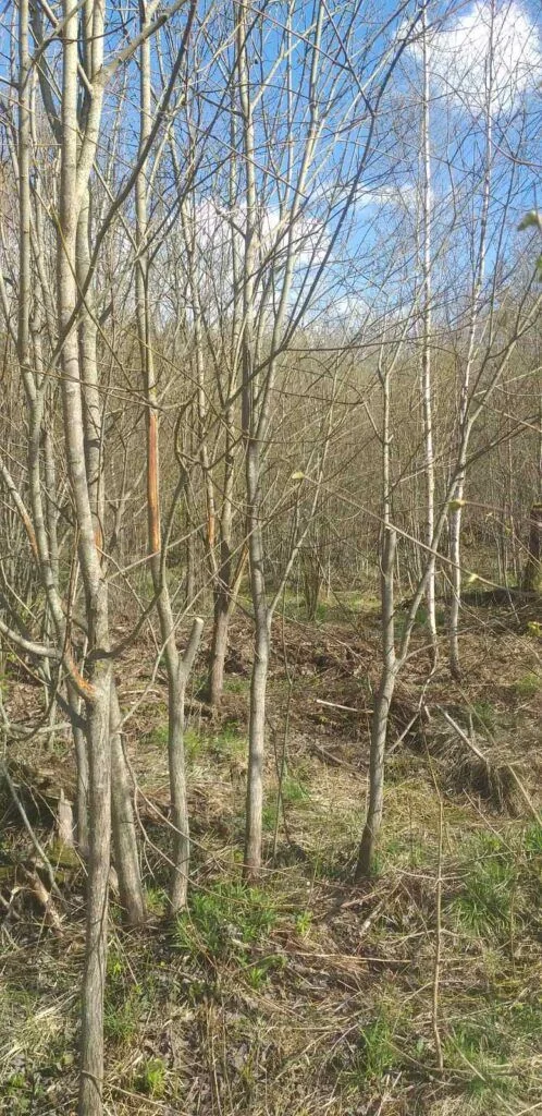 Соседка выложила видео в интернет, из-за которого мужчина получит штраф