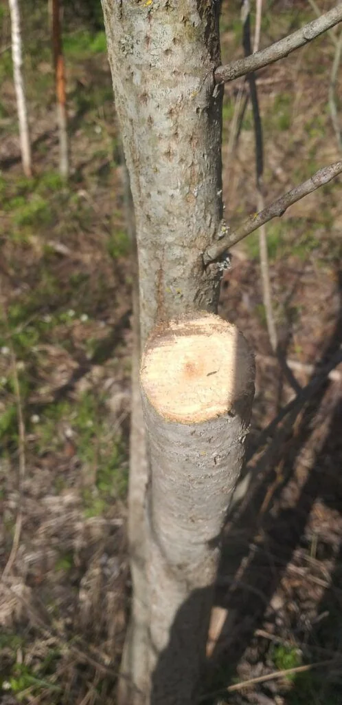 Соседка выложила видео в интернет, из-за которого мужчина получит штраф