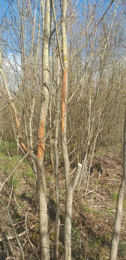 Соседка выложила видео в интернет, из-за которого мужчина получит штраф