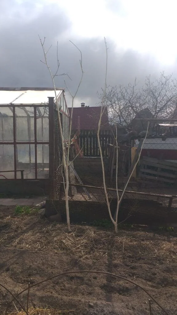 Соседка выложила видео в интернет, из-за которого мужчина получит штраф