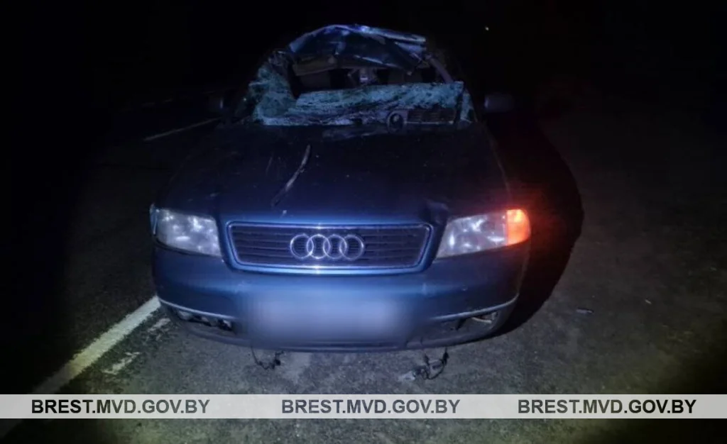 Житель Пинска за рулем Audi столкнулся с лосем, внезапно выбежавшим на дорогу