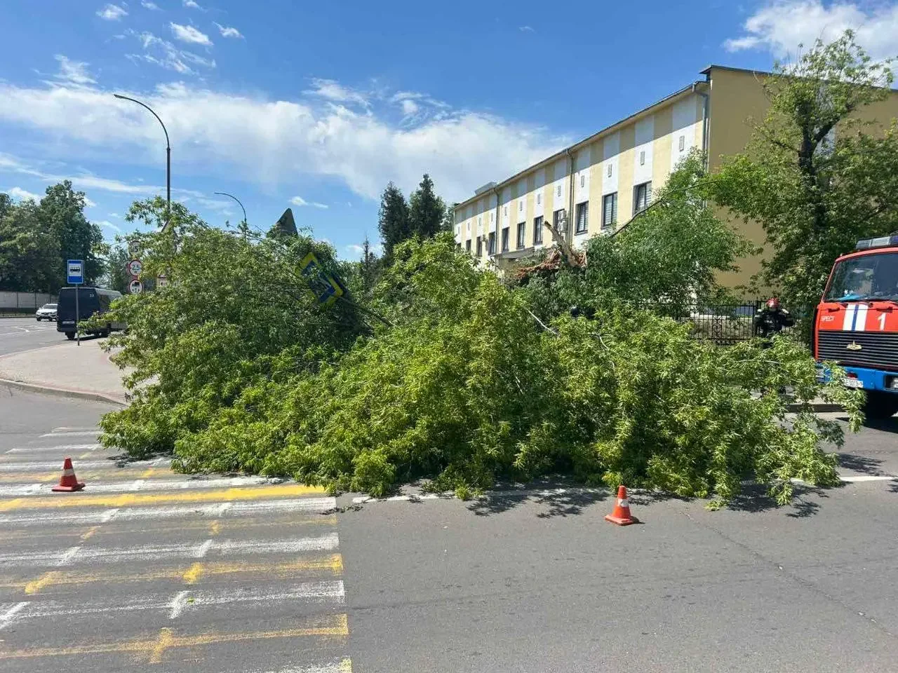 Дерево рухнуло на дорожку у больницы в Бресте