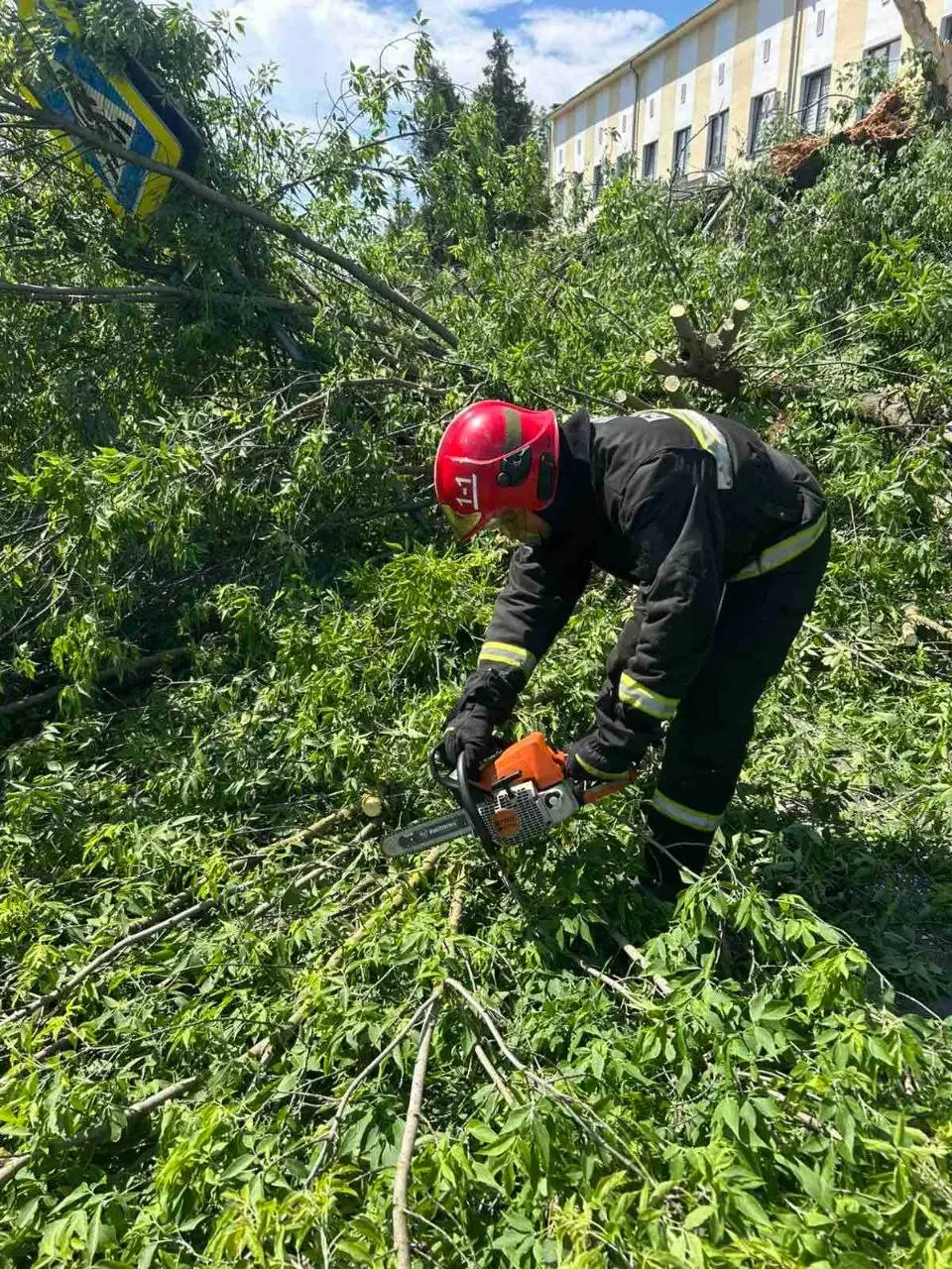 Дерево рухнуло на дорожку у больницы в Бресте