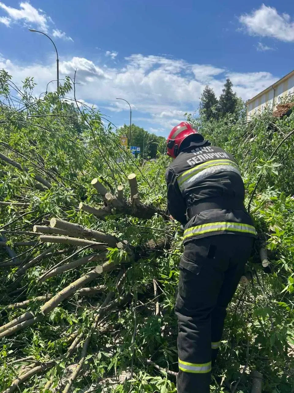 Дерево рухнуло на дорожку у больницы в Бресте