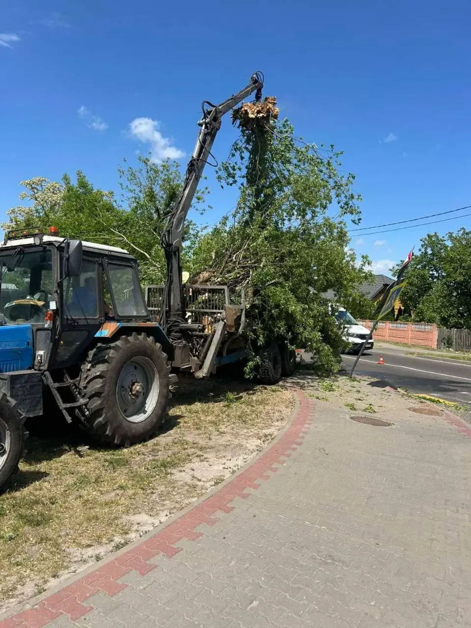 Дерево рухнуло на дорожку у больницы в Бресте