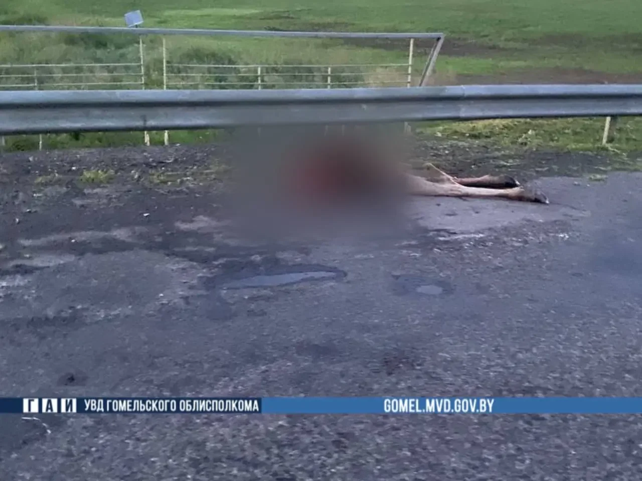 Лось выскочил на дорогу — 18-летний пассажир погиб, трое пострадавших в больнице