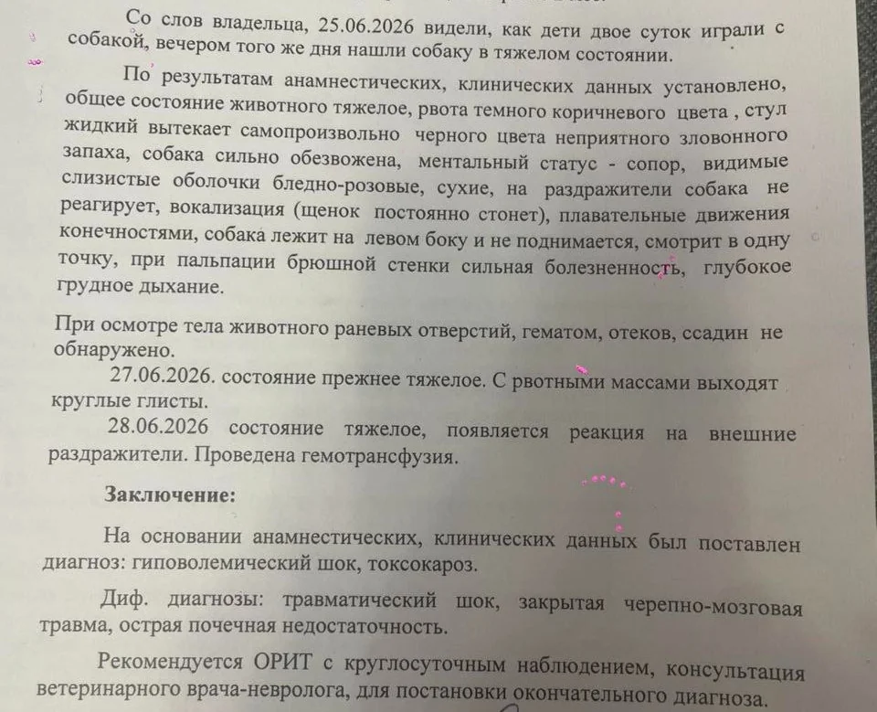 «Он тяжело стонал»: подробности истории со щенком из Турова