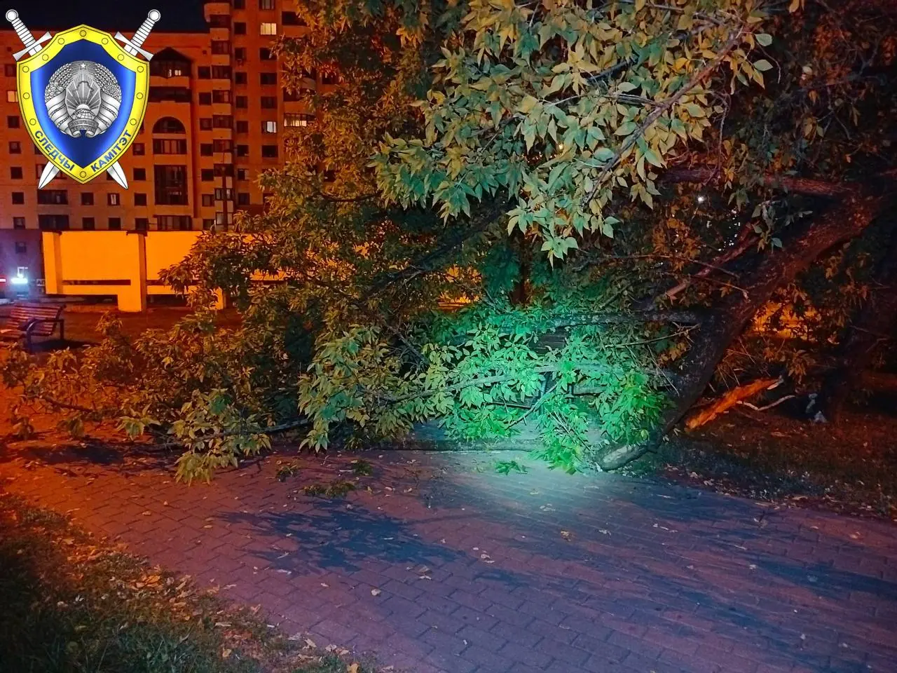 В Минске на девушку, сидевшую на скамейке, рухнули ветви дерева