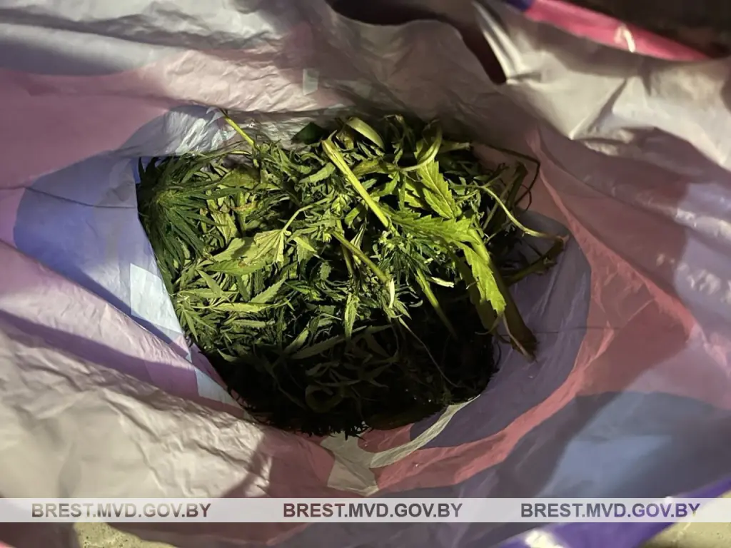 Кобринчанин забрал дикорастущую марихуану домой — чем это закончилось