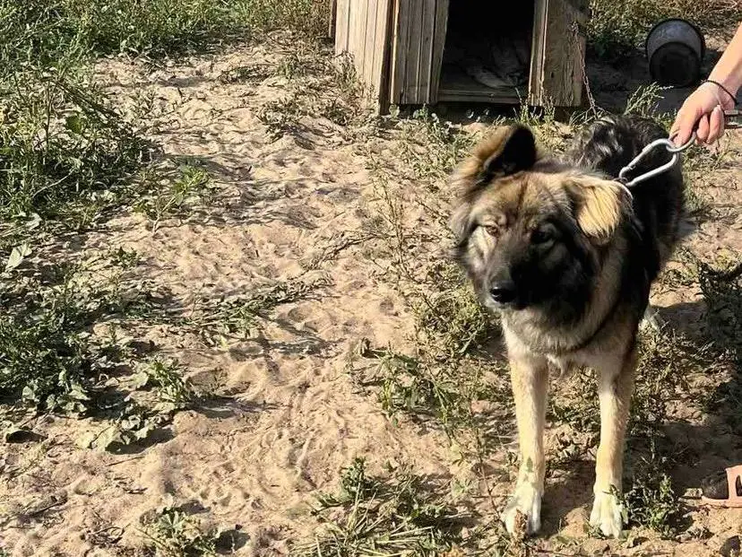 Видео из деревни в Жабинковском районе привлекло внимание милиции — при чём здесь собака