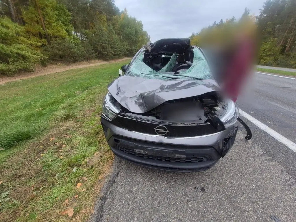 Лось выбежал на трассу М1 под Берёзой — пассажирка Opel получила травмы