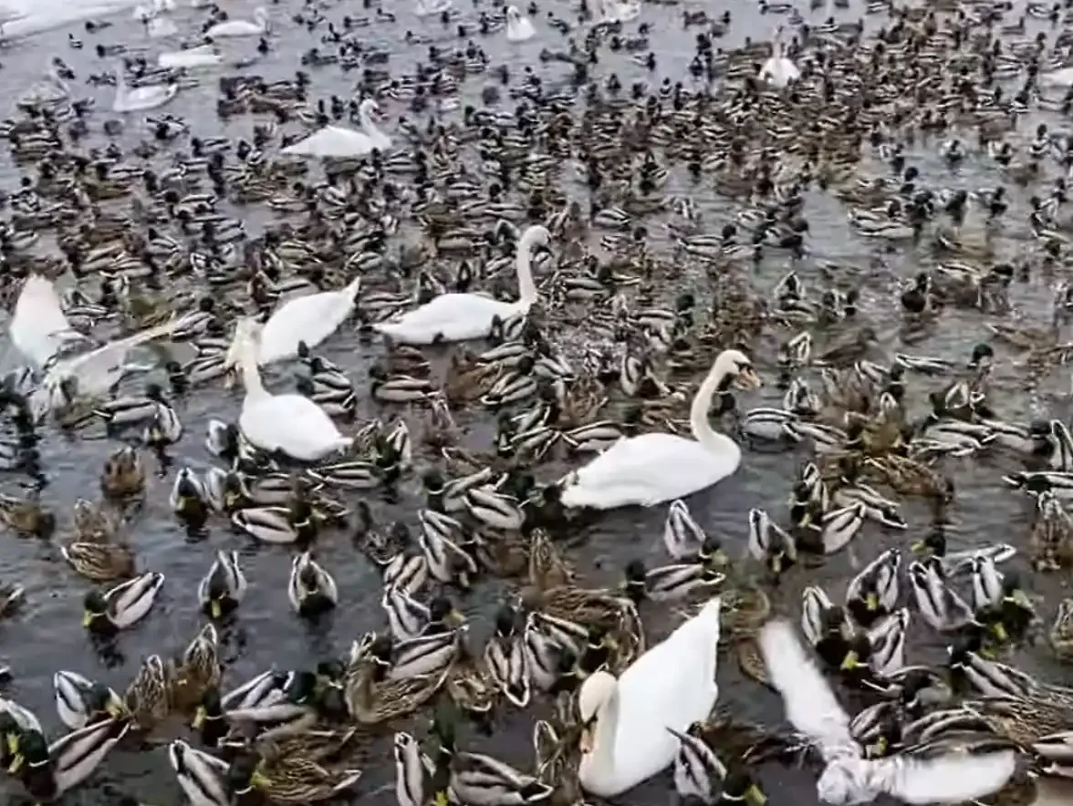 Читательница: Птицы скопились на набережной Бреста