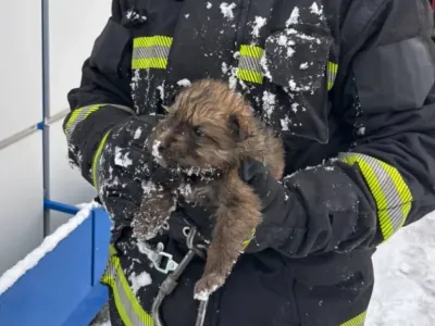 В Кобрине и Ляховичах спасатели вызволили животных, попавших в сложные ситуации