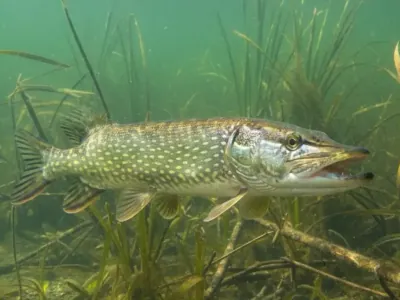 Запрет на лов щуки вступает в силу с 1 марта. Что грозит нарушителям?