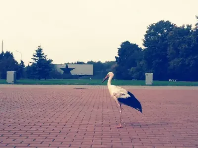 Над Брестом заметили перелетных журавлей. Птицы возвращаются в Беларусь?