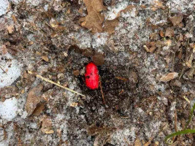 Задержаны двое брестчан — им грозит до 15 лет