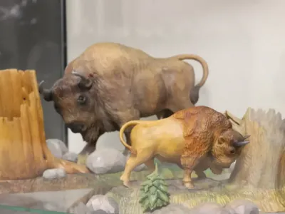 В Бресте создали единственный в Беларуси музей зубра. Как туда попасть?