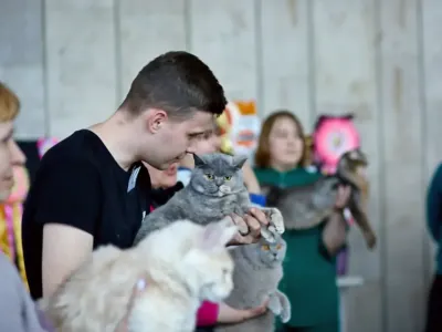 В Бресте устроили большую выставку кошек с редкими породами