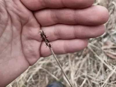 Белорусов пугают клещи: в лесах их замечают целыми колониями