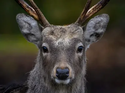 Пятнистые олени из Бреста переехали в вольеры Беловежской пущи