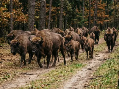 Сколько зубров в Беловежской пуще — вот цифры