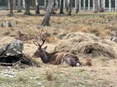 Пятнистые олени из Бреста переехали в вольеры Беловежской пущи