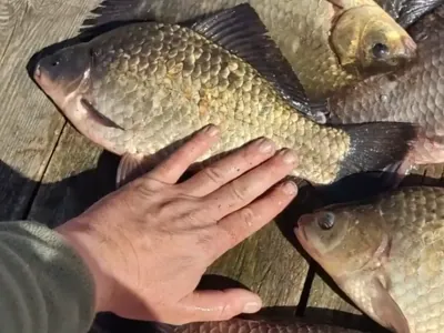 Рыбалка на водохранилище в Кобринском районе едва не обернулась трагедией