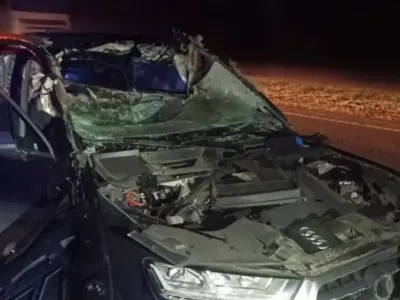 Гудеть и крутить руль нельзя: в ГАИ объяснили, как правильно тормозить перед животным