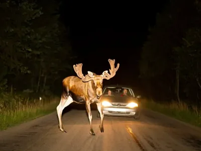 Гудеть и крутить руль нельзя: в ГАИ объяснили, как правильно тормозить перед животным