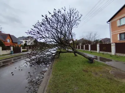 В Бресте на ул. Зубачева упали дерево и опора ЛЭП: два авто повреждены
